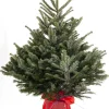 ohgreen Kerstbomen|Kerstboom Abies Nordman in pot 100-125 cm
