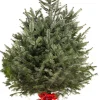 ohgreen Kerstbomen|Kerstboom Abies Nordmann in pot 150-175 cm