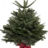 ohgreen Kerstbomen|Kerstboom Abies Nordmann in pot 125-150 cm