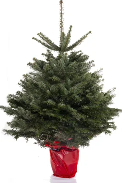 ohgreen Kerstbomen|Kerstboom Abies Nordmann in pot 125-150 cm