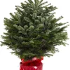 ohgreen Kerstbomen|Kerstboom Abies Nordmann in pot 80-100 cm