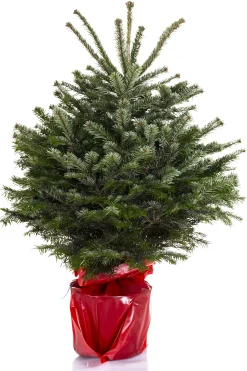 ohgreen Kerstbomen|Kerstboom Abies Nordmann in pot 80-100 cm