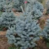 ohgreen Kerstbomen|Kerstboom Picea pungens (Blauwspar)