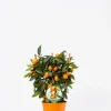 ohgreen Ecocheques|Mediterrane Planten|Kumquat spalliera