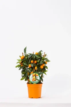 ohgreen Ecocheques|Mediterrane Planten|Kumquat spalliera