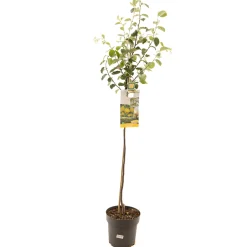 ohgreen Fruitbomen|Ecocheques|Kweepeer cydonia oblonga appelvorm halfstam