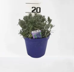 ohgreen Lavendel|Ecocheques|Lavendel hidcote paars p14