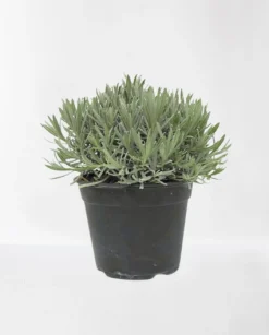 ohgreen Lavendel|Ecocheques|Lavendel struik in pot
