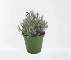 ohgreen Lavendel|Ecocheques|Lavendel struik in pot