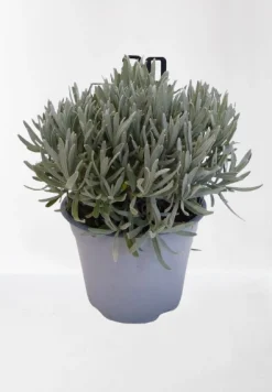 ohgreen Lavendel|Ecocheques|Lavendel struik in pot