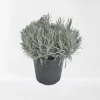 ohgreen Lavendel|Ecocheques|Lavendel struik in pot