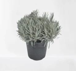 ohgreen Lavendel|Ecocheques|Lavendel struik in pot
