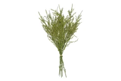 ohgreen Sfeermakers|Liguster