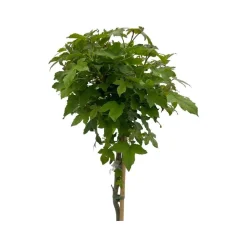 ohgreen Bomen|Ecocheques|Liquidambar styraciflua ( Amberboom )