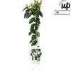 ohgreen Ecocheques|Klimplanten|Lonicera similis var delavayi