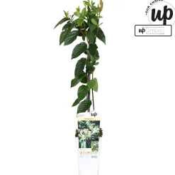 ohgreen Ecocheques|Klimplanten|Lonicera similis var delavayi