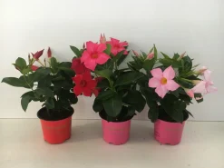 ohgreen Voorjaar|Ecocheques|Mandevilla p10,5 lang bloeiend