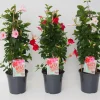 ohgreen Voorjaar|Ecocheques|Mandevilla pyramide p17 lang bloeiend