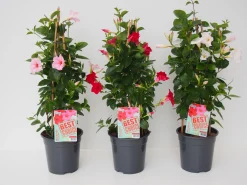 ohgreen Voorjaar|Ecocheques|Mandevilla pyramide p17 lang bloeiend