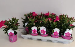 ohgreen Voorjaar|Ecocheques|Mandevilla roze p10,5 lang bloeiend