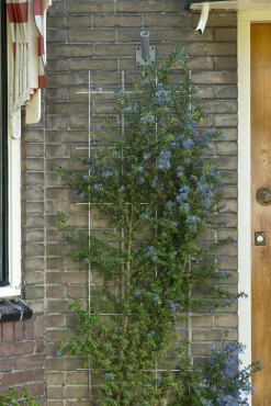 ohgreen Bind En Steun|Ecocheques|Metalen klimrek groen