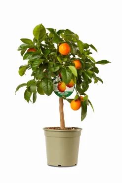 ohgreen Mediterrane Planten|Ecocheques|Mini citrusboom p20 h70-80