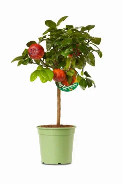 ohgreen Mediterrane Planten|Ecocheques|Mini citrusboom p20 h70-80