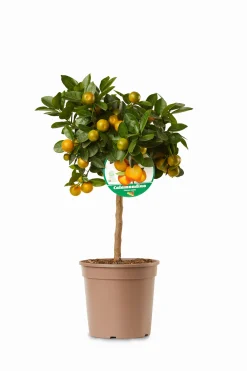 ohgreen Mediterrane Planten|Ecocheques|Mini citrusboom p20 h70-80