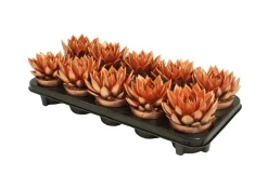 ohgreen Composities En Terrariums|Ecocheques|Miranda colo bronze