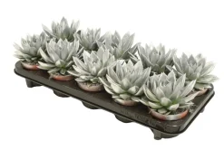 ohgreen Composities En Terrariums|Ecocheques|Miranda coloured silver