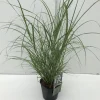ohgreen Vaste Planten|Ecocheques|Miscanthus flamingo ( Pluimgras roze )
