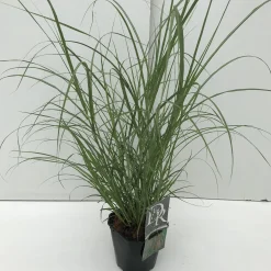 ohgreen Vaste Planten|Ecocheques|Miscanthus flamingo ( Pluimgras roze )