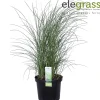 ohgreen Vaste Planten|Ecocheques|Miscanthus sinensis Gracillimus ( Prachtriet of Reuzenriet )