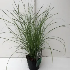 ohgreen Vaste Planten|Ecocheques|Miscanthus sinensis Gracillimus ( Scherpgroen )