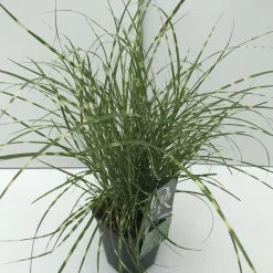 ohgreen Vaste Planten|Ecocheques|Miscanthus sinensis Little Zebra ( Prachtriet )