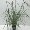 ohgreen Vaste Planten|Ecocheques|Miscanthus sinensis Malepartus ( Prachtriet )