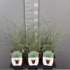 ohgreen Ecocheques|Vaste Planten|Miscanthus sinensis mornin light
