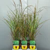 ohgreen Ecocheques|Vaste Planten|Miscanthus sinensis strictus