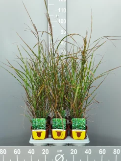 ohgreen Ecocheques|Vaste Planten|Miscanthus sinensis strictus