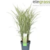ohgreen Vaste Planten|Ecocheques|Miscanthus sinensis Variegatus ( Prachtriet )