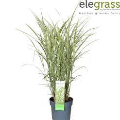 ohgreen Vaste Planten|Ecocheques|Miscanthus sinensis Variegatus ( Prachtriet )