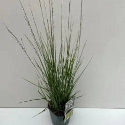 ohgreen Vaste Planten|Ecocheques|Molinia caerulea Moorhexe ( Pijpenstrootje )