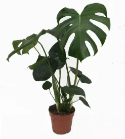 ohgreen Air So Pure|Ecocheques|Monstera deliciosa