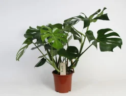 ohgreen Groene Planten|Ecocheques|Monstera (Gatenplant)