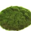 ohgreen Sfeermakers|Mosschijf marchantiophyta s