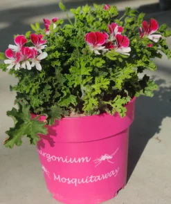 ohgreen Voorjaar|Ecocheques|Muggenwerende plant muggenweg p14