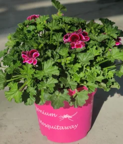 ohgreen Voorjaar|Ecocheques|Muggenwerende plant muggenweg p14