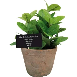 ohgreen Ecocheques|Potten En Vazen|Munt in pot