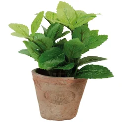 ohgreen Ecocheques|Potten En Vazen|Munt in pot