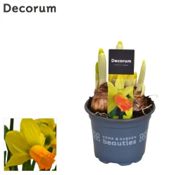 ohgreen Voorjaar|Ecocheques|Narcis jetfire